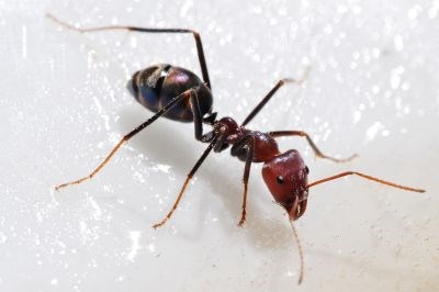 Bug Control