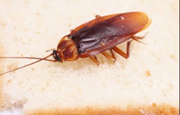 Pest control pest solutions victoria tx