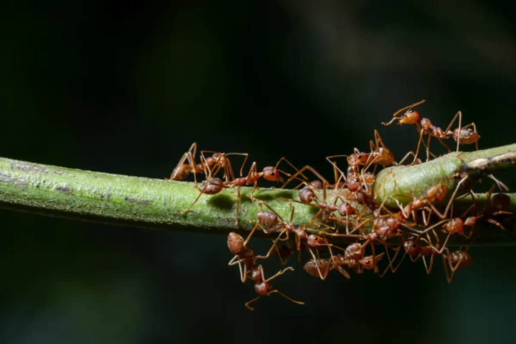 Group of red ants crawling branch