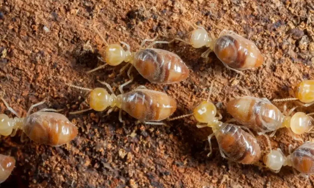 Close-up of termites on wood