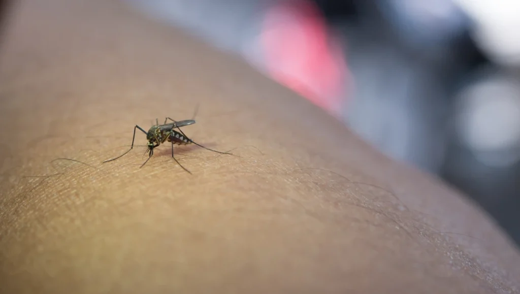 Mosquito Season in Victoria, TX: When It Starts & How to Prepare 1 close up mosquito sucking blood from human arm 1