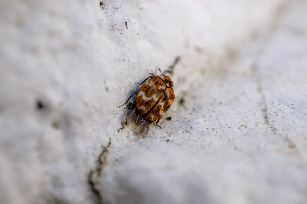 Bed Bugs in South Texas: What Every Homeowner Should Know 1 closeup brown flea white wood against blurry background 1