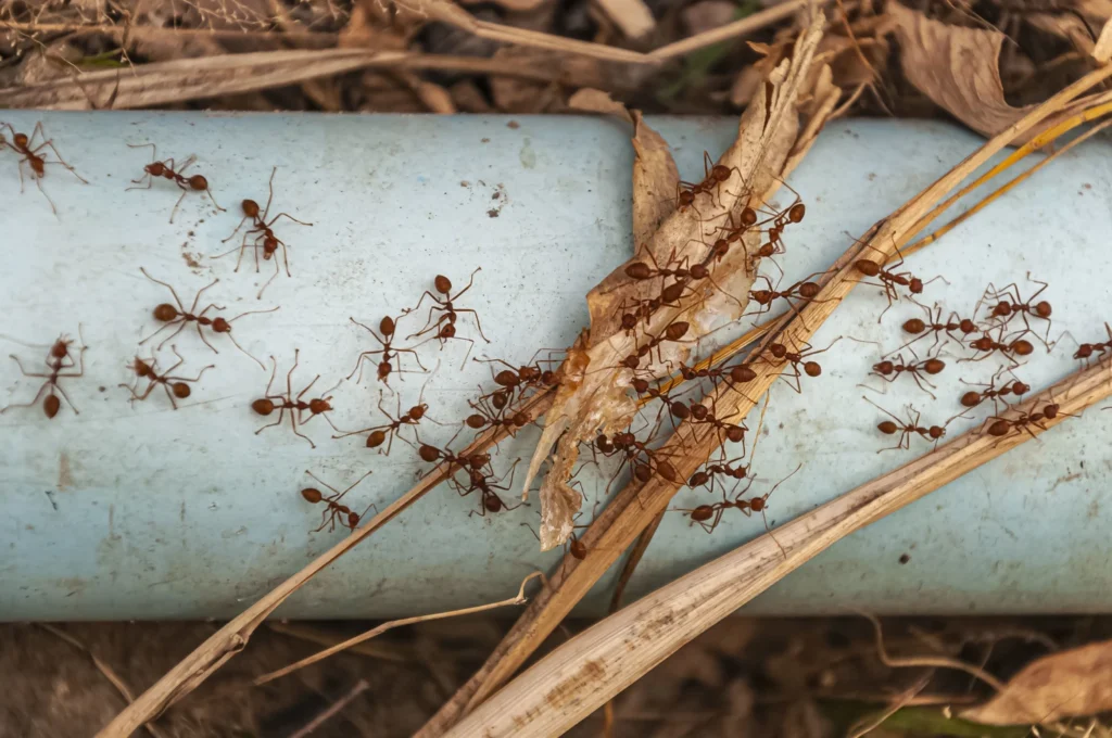 How to Get Rid of Fire Ants in Your South Texas Yard 5 overhead shot red ants steel blue pipe taken doi tao lake thailand asia 1