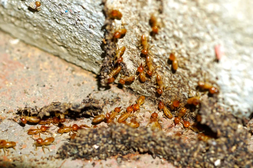 When Is Termite Season in Victoria, TX? (And What to Do About It) 4 termite workers small termites termites workers repairing tunnel tree 1